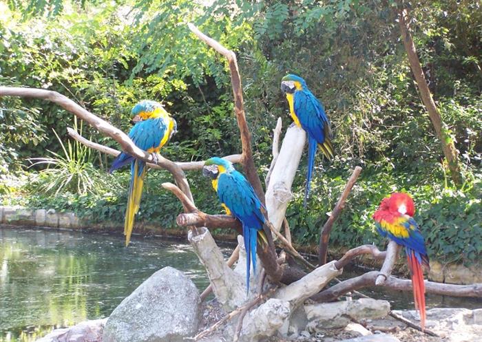 Le Zoo de la Palmyre