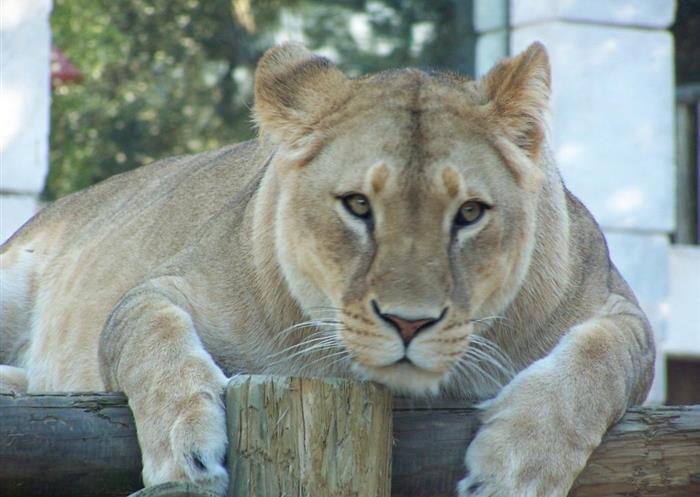 Le Zoo de la Palmyre