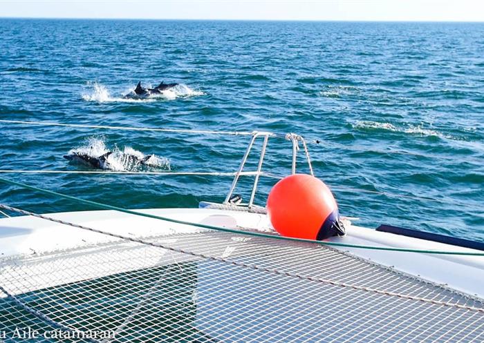 Sortie en mer avec les dauphins boyard